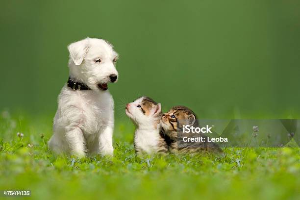 Parson Jack Russell Terrier Welpe Mit Zwei Kleinen Kätzchen Stockfoto und mehr Bilder von Welpe