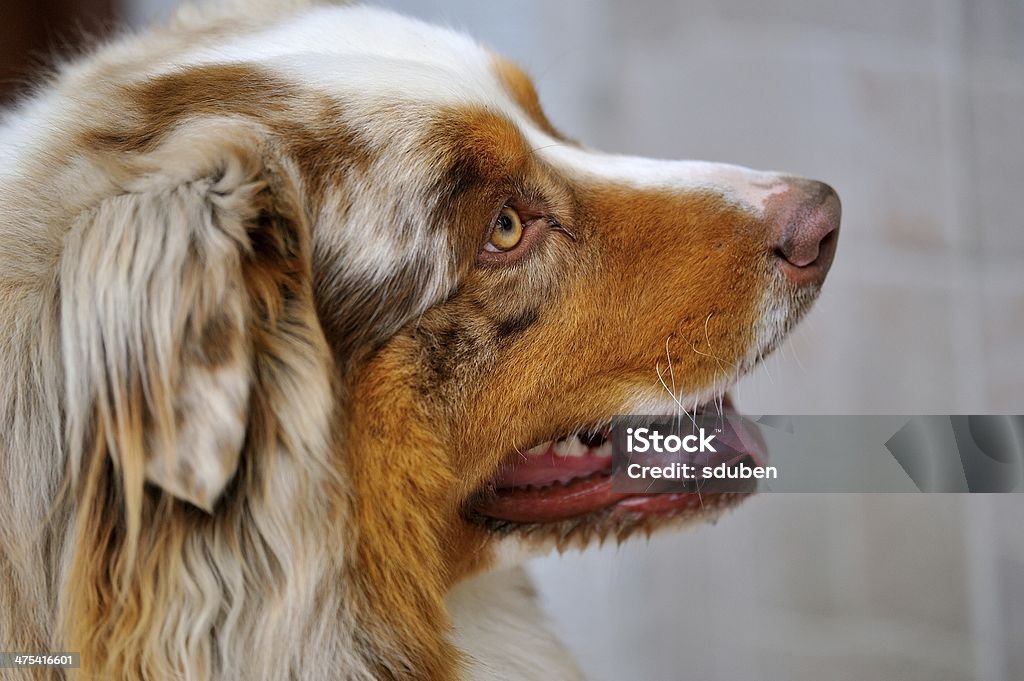 Australian Shepherd head from side detail of Australian Shepherd head red merle Animal Stock Photo