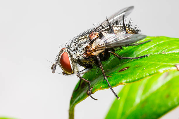 istock Portrait of a common house fly 475416743