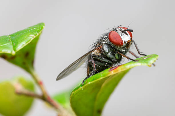 istock Portrait of a common house fly 475416757