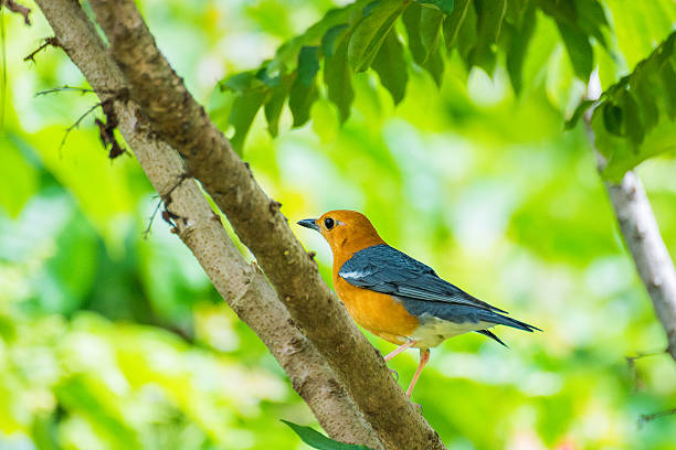 Orange-headed Thrush stock photo