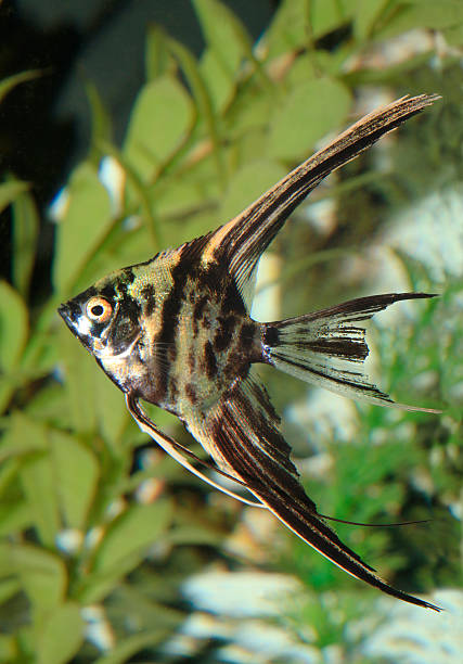 istock Black and Yellow Marbled Angel Fish in an Aquarium 475417034