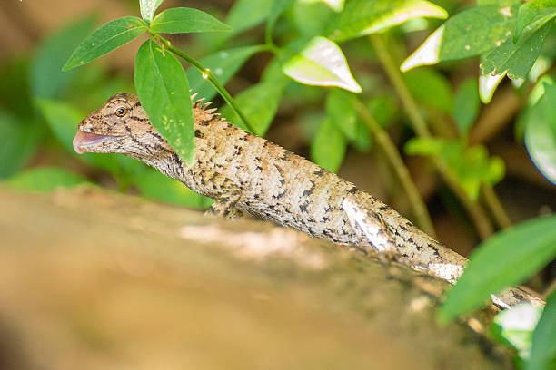 Lizard stock photo