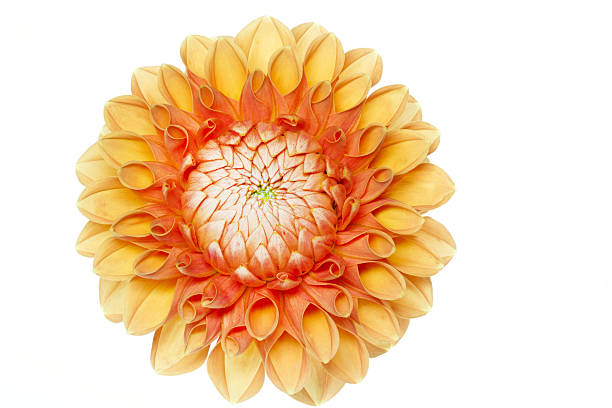 istock Blooming Dahlia flower on white background 475424565