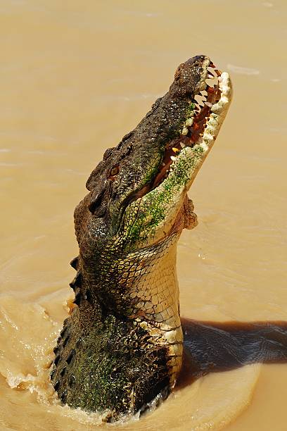 Crocodile Adelaide River Northern Territory stock photo