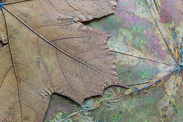 istock texture of the dried maple leaf 475426279
