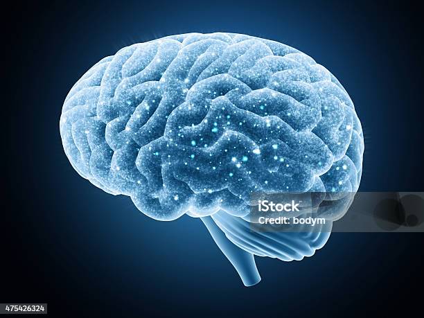 Brain Stock Photo - Download Image Now - 2015, Anatomy, Biology