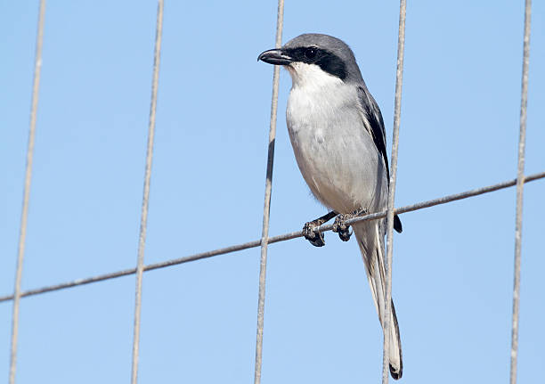 istock Southern Grey Shrike - Lanius meridionalis 475426477