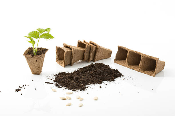 istock Raspberry plant, soil, peat pots and seeds on white background 475426510