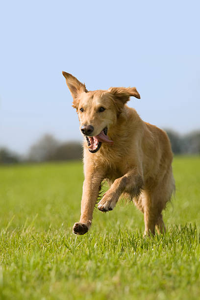 istock Hund, golden retriever jumping over meadow 475426517