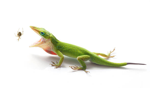 Green Anole Lizard About to Eat a Garden Spider Green Anole Lizard About To Eat a Garden Spider on White lizard eating stock pictures, royalty-free photos & images
