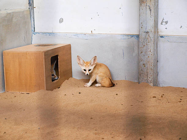 пустыня fox - sandy brown стоковые фото и изображения