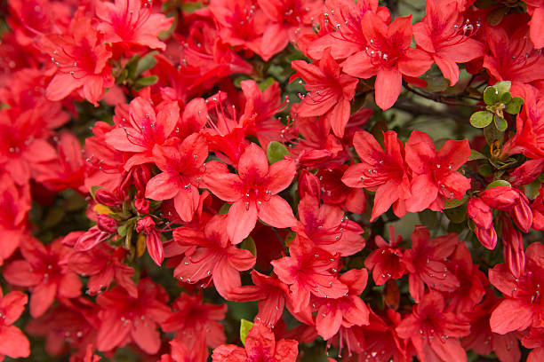 красный азалия цветы - azalea стоковые фото и изображения