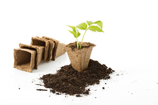 istock Strawberry plant, soil, peat pots on white background 475428758