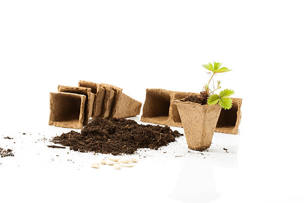 istock Strawberry plant, soil, peat pots and seeds on white background 475428874