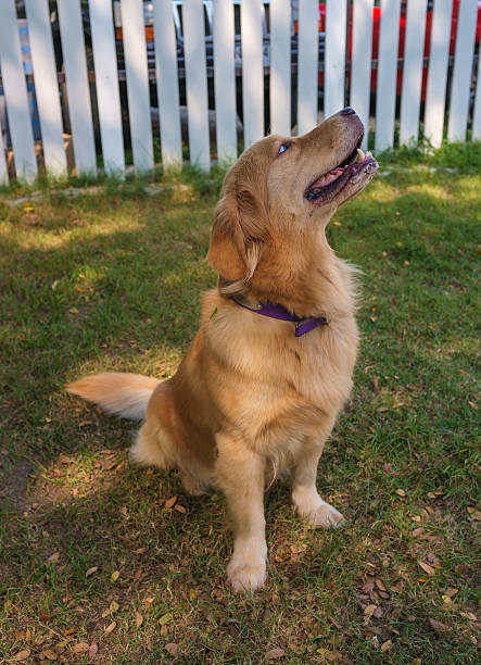istock Golden Retriever Looking Up 475429420