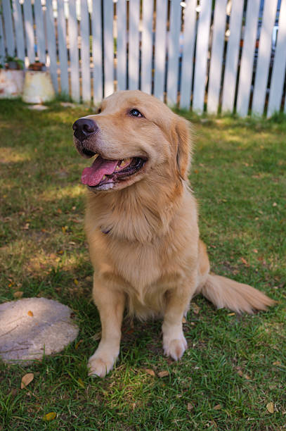 istock Golden Retriever Sitting 475429564