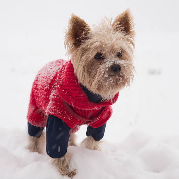 istock yorshire terrier in the snow 475431962