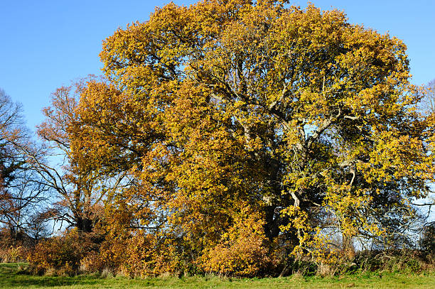 istock Oak tree in autumn season 475432054