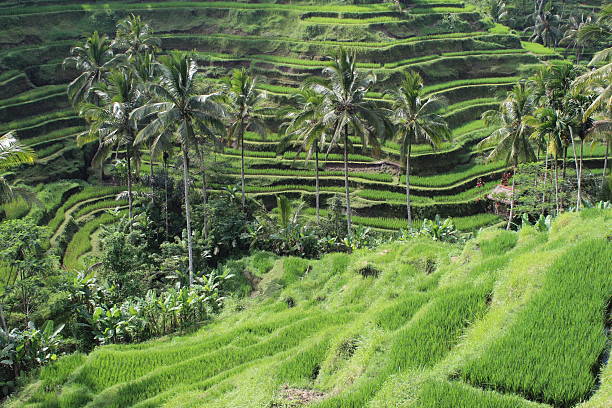 istock Tegalalang Rice Terrace, Ubud Bali Indonesia 475432390