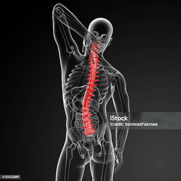 3 D Rencder Columna Vertebral Humana Anatomía Foto de stock y más banco de imágenes de Adulto - Adulto, Anatomía, Articulación humana