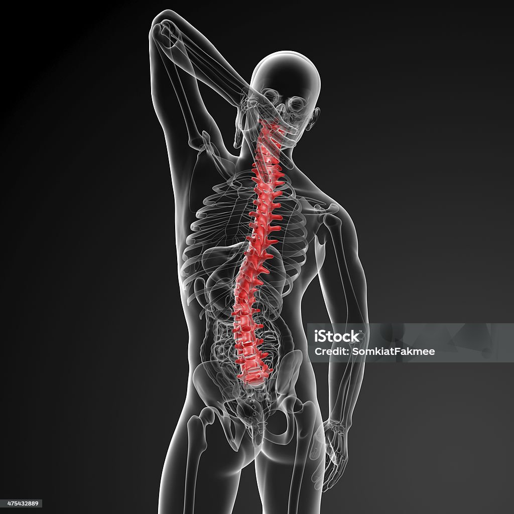 3 d rencder 휴머니즘 Spine Anatomy (척추 해부 구조 - 로열티 프리 골다공증 스톡 사진