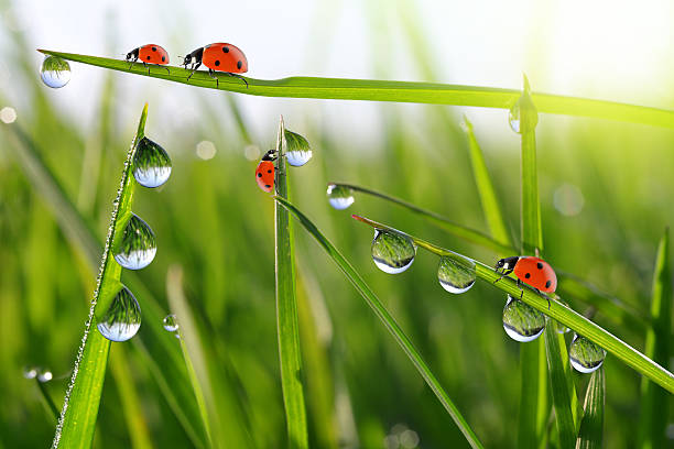 istock dew on green grass and ladybirds 475433852