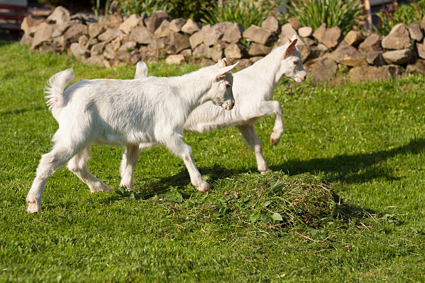 istock white baby goat against grass 475434980