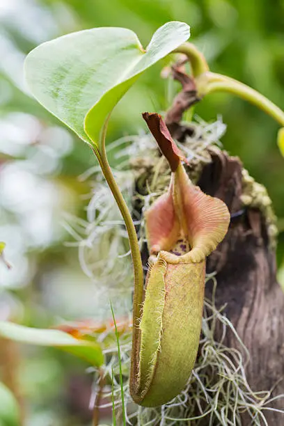 Close up of the nepenthes