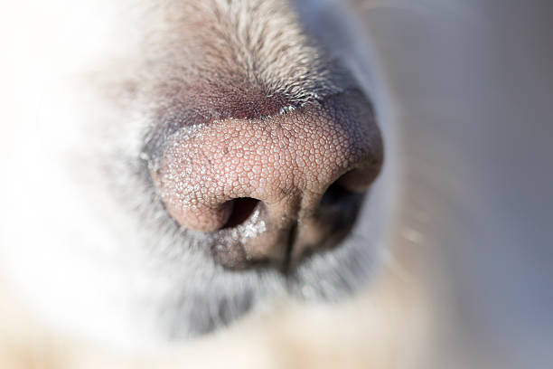 istock Golden Retriever nose 475435537