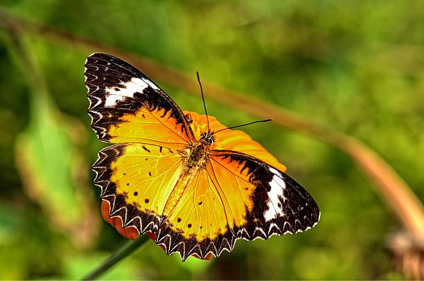 istock butterfly in the garden 6 475435733