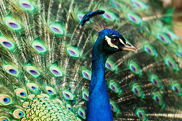 Beautiful peacock with feathers out Beautiful peacock with feathers out bills lions stock pictures, royalty-free photos & images