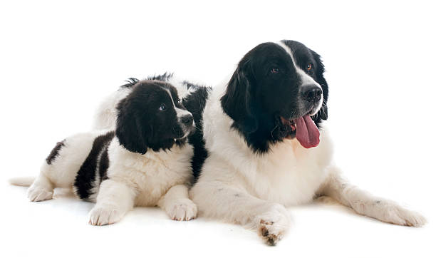 istock landseer dogs 475438443