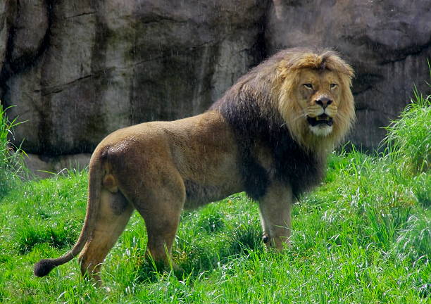 Animal This photo take from Oregon Zoo. asian lion stock pictures, royalty-free photos & images