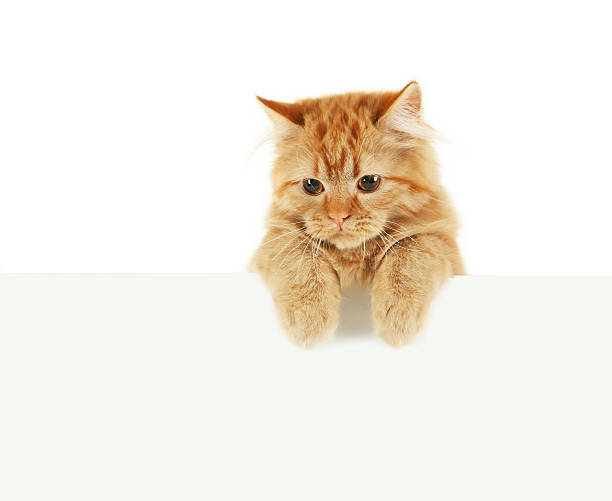 istock Redhead long hair kitten on white banner 475439324