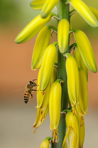 Honey bee extracting the nectar from a yellow flower