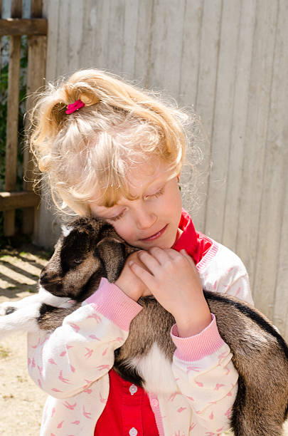 istock girl holding goat 475439546