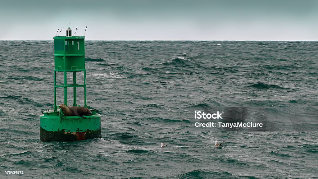 Stock Photo - Sea Lion on a Green Buoy Full-frame image of a California Sea Lion floating on a buoy in the Pacific Ocean.  Sea Stock Photo