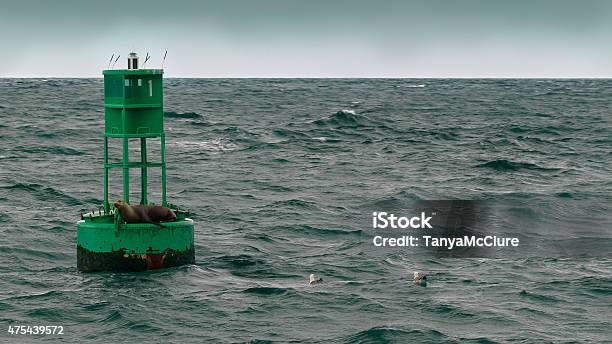 Stock Photo Sea Lion On A Green Buoy Stock Photo - Download Image Now - Sea, Seal - Animal, Buoy