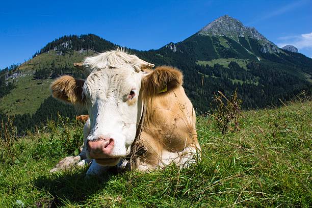 Cow on an alpine pasture a cow lying on an alpine pasture in front of a mountain chain spital am pyhrn stock pictures, royalty-free photos & images