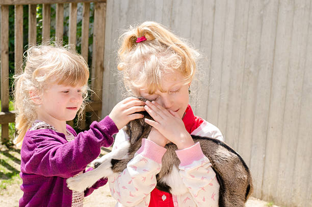 istock girl holding goat 475439724