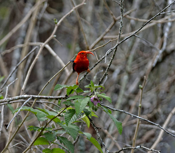 I'IWII I'IWII (Verstiaria coccinea) is sitting on flowers tree. iiwi bird stock pictures, royalty-free photos & images