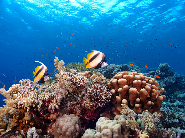 istock Pair of fish and coral reef 475440144