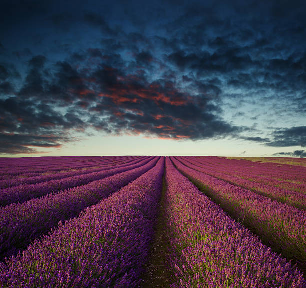 istock Vibrant Summer sunset over lavender field landscape 475440179