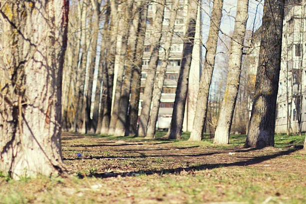 walking in the autumn park