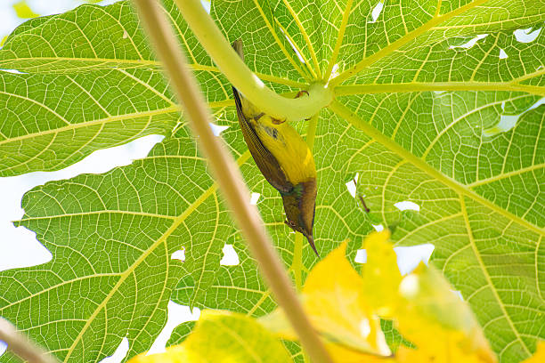Olive-backed sunbird stock photo