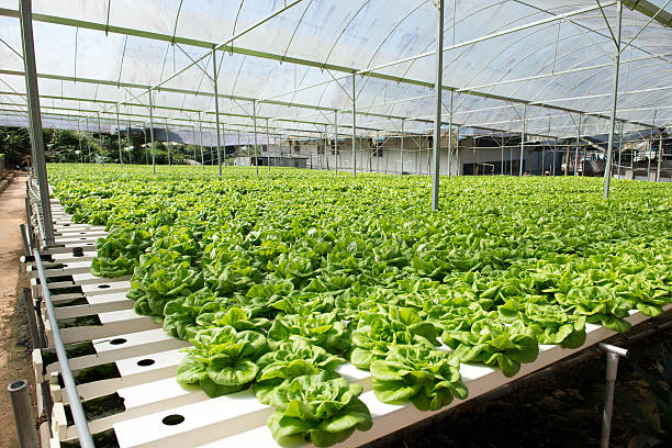 hydroponic gemüse - technology farm cameron highlands agriculture stock-fotos und bilder