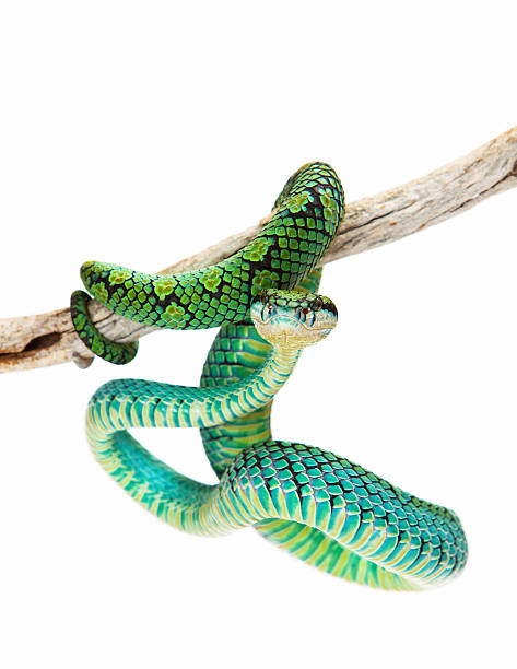 istock Colorful Sri Lankan Palm Viper 475440798