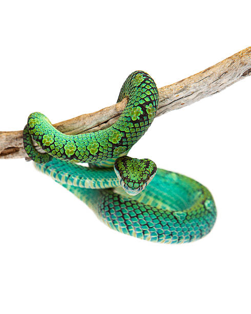 istock Beautiful Sri Lankan Palm Viper 475440874