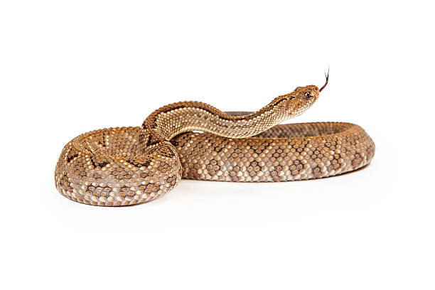 istock Aruba Rattlesnake Coiled Side View Tongue Out 475440880